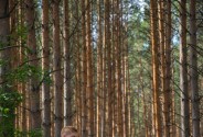 Фотограф Братанов Александр