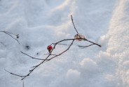 Фотограф Шарапова Ирина